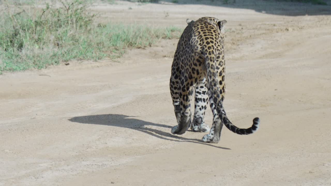 Leopard drinking from road in Yala National Park on a sunny day, peaceful and wild moment