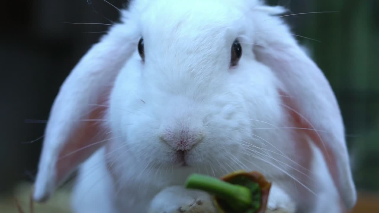 건초와 고추를 먹는 배고픈 토끼