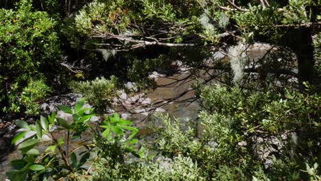 toma de carro de hojas de árboles verdes en la brisa, un pequeño arroyo fluye detrás