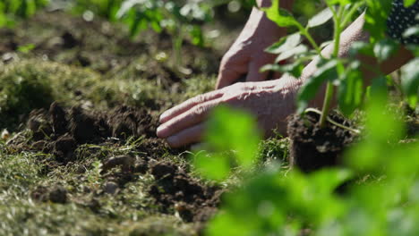 close-up of a shovel digging up the ground to plant vegetables