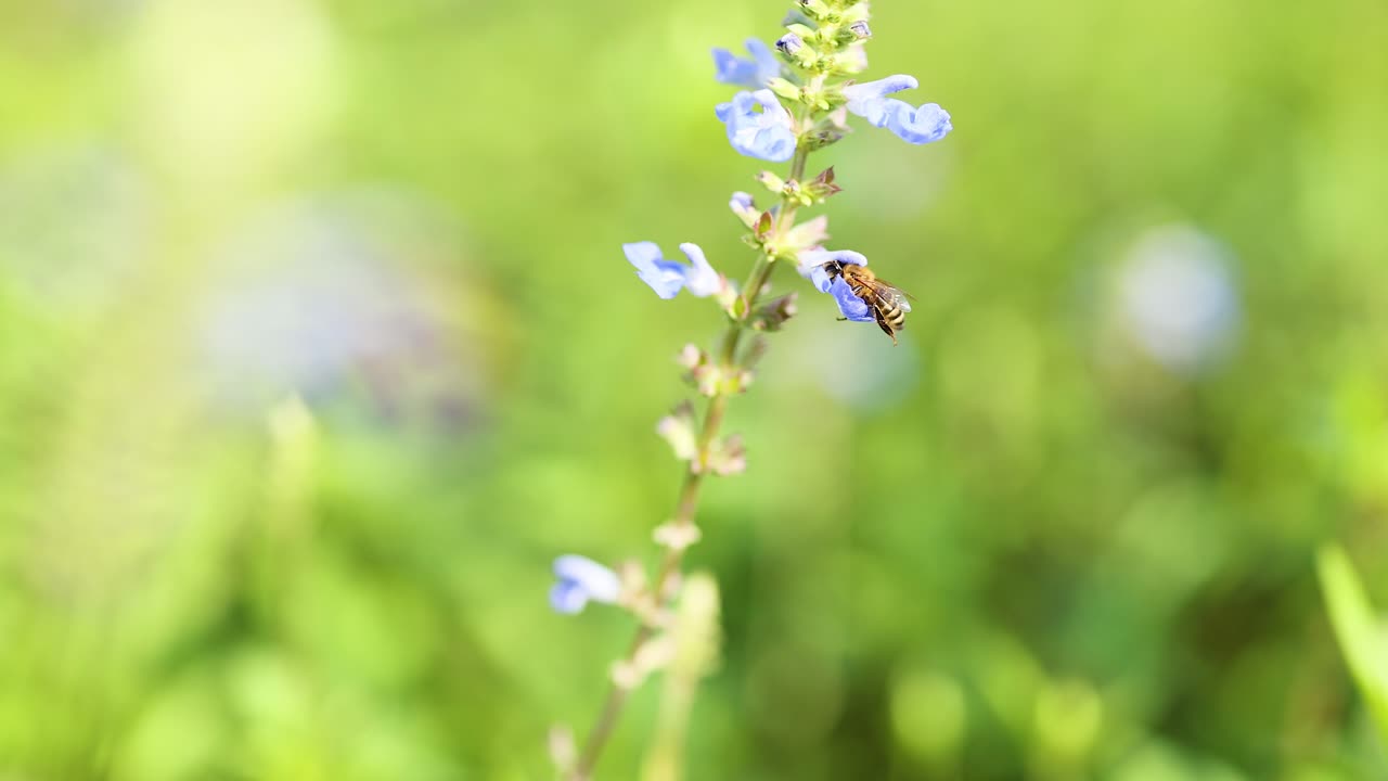 파란색 salvia uliginosa 꽃과 상호 작용하는 벌