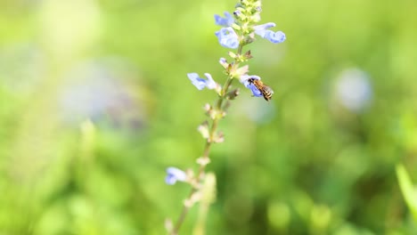 bee interacting with blue salvia uliginosa flower