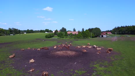 Nice-aerial-top-view-flight-herd-of-cows-on-Pasture-meadow,-czech-republic-in-Europe,-summer-day-of-2023