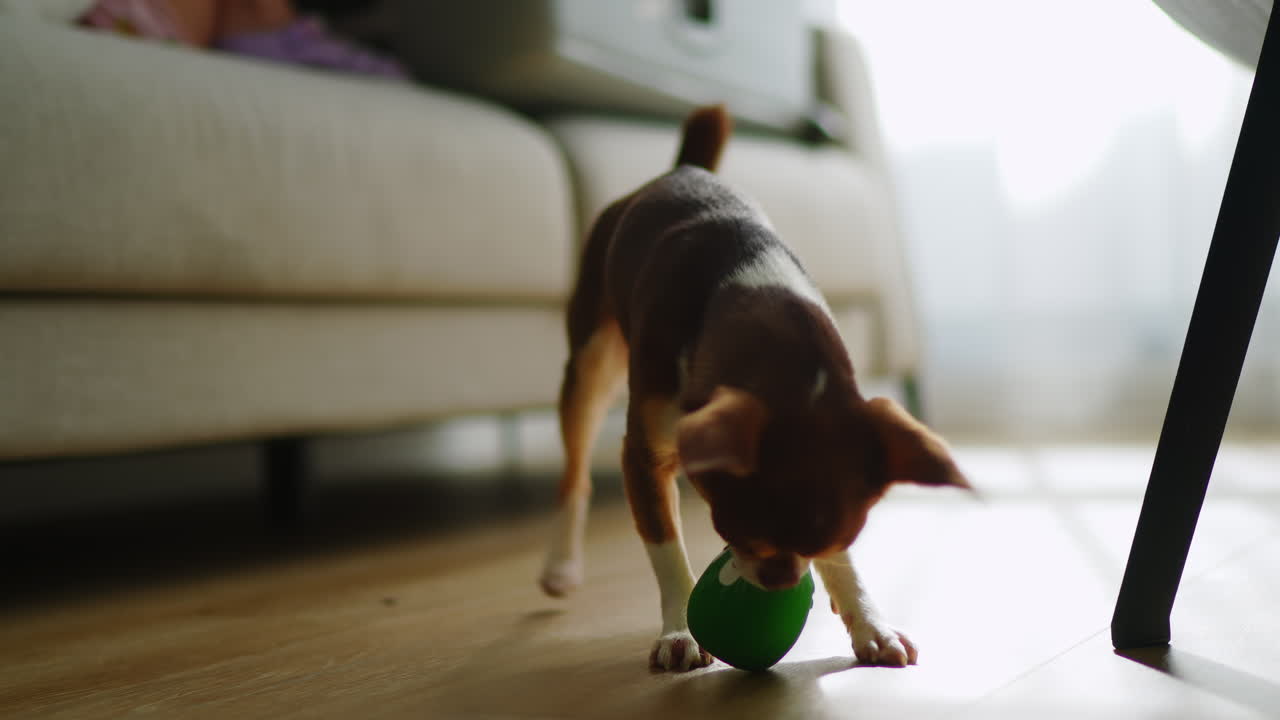 Cane piccolo che gioca con una palla giocattolo verde su un pavimento di legno