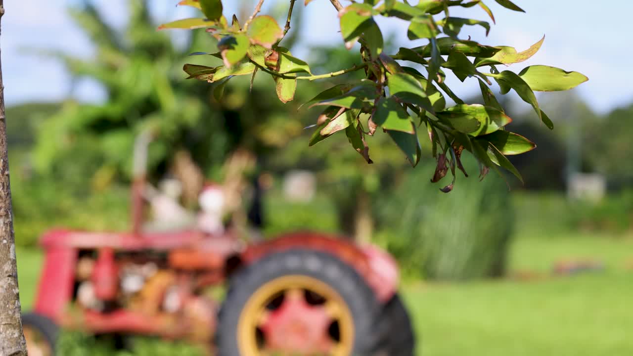 A vintage tractor rests in a vibrant green farm, surrounded by trees and foliage under bright daylight