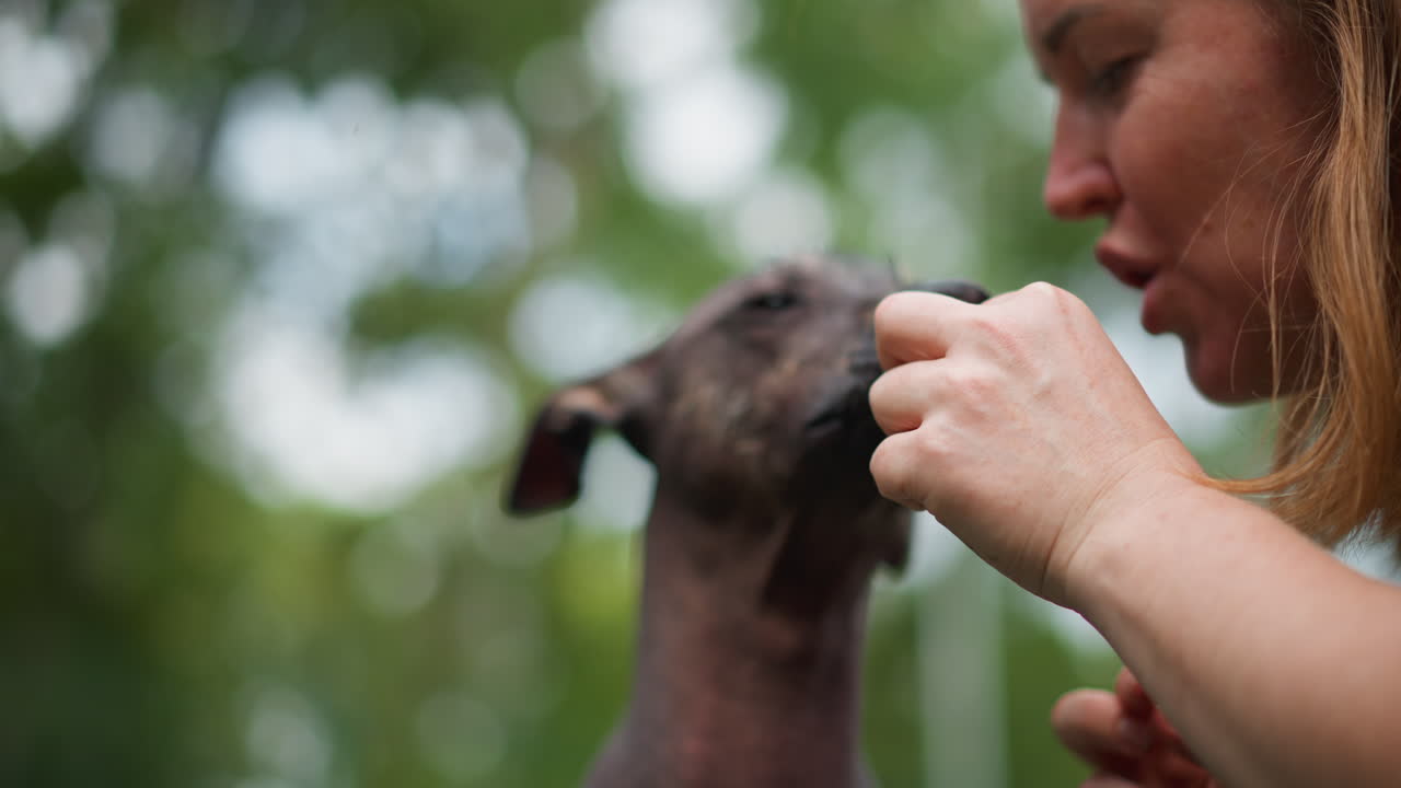잎이 무성한 공원에서 흰색 옷을 입은 여성이 강아지에게 간식을 나눠주고, 털 없는 구조견이 믿음으로 반응하며 장난스럽게 몸을 부딪히는 등 다정한 교감을 나누는 모습이에요. 부드러운 햇살과 흐릿한 나무들이 따뜻하고 편안한 분위기를 연출합니다.