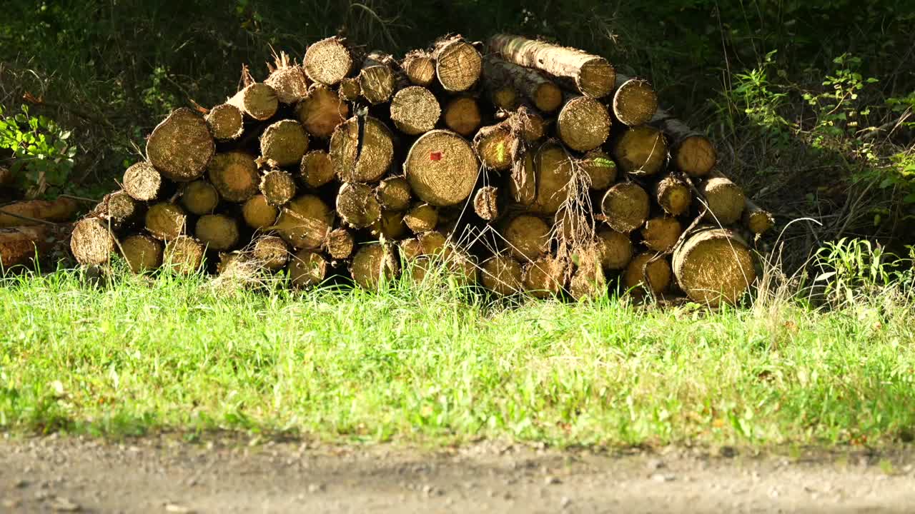 Pile of chopped wooden logs in forest with green grass. Logging in progress