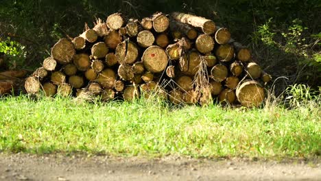 pile of chopped wooden logs in forest with green grass. logging in progress