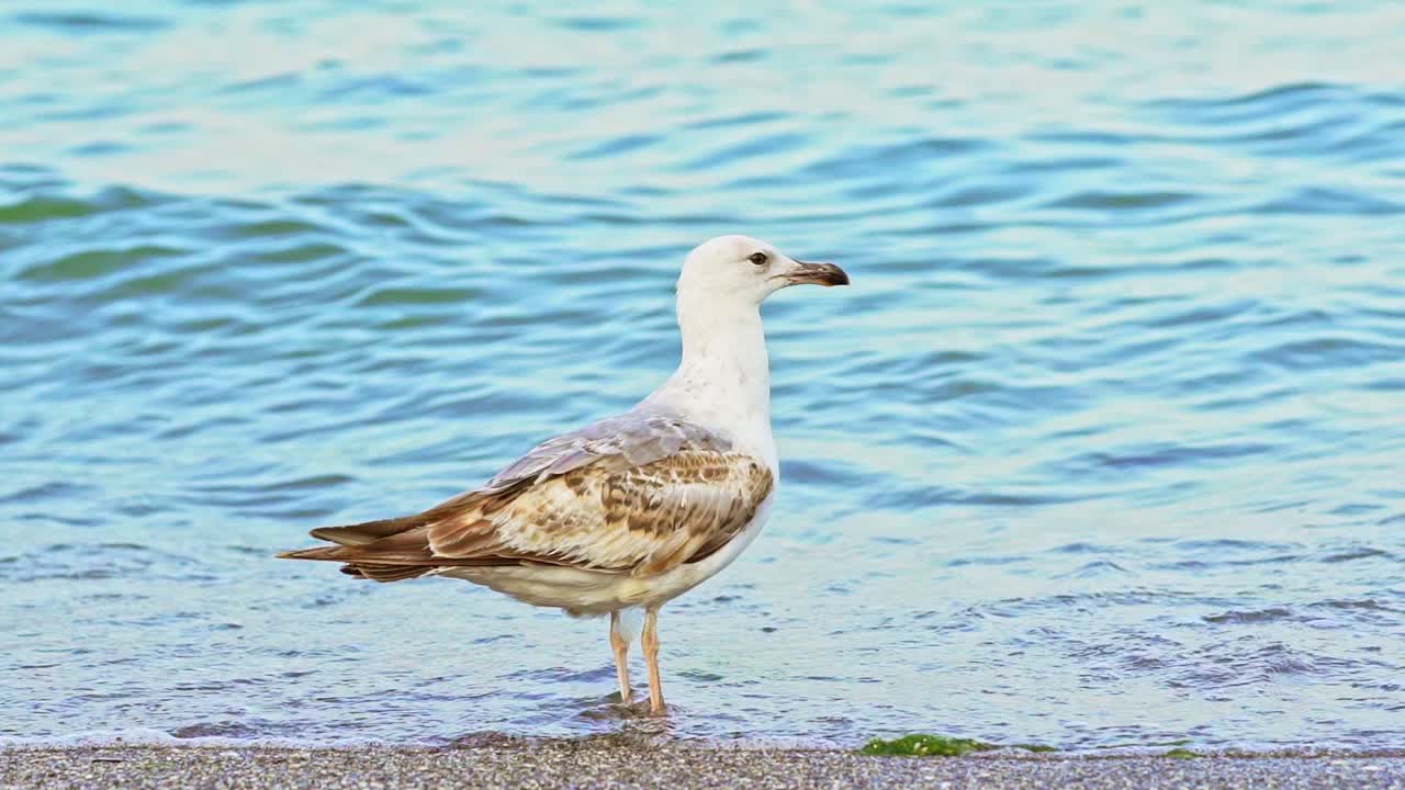 A white seagull with brown feathers and with long legs stands on the sand on the background of the turquoise sea in the summer day. Close-up.