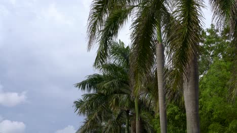 palmeras, hojas verdes moviéndose con la brisa contra el cielo