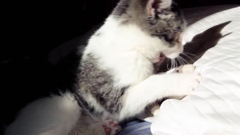 kitten playing with a toy