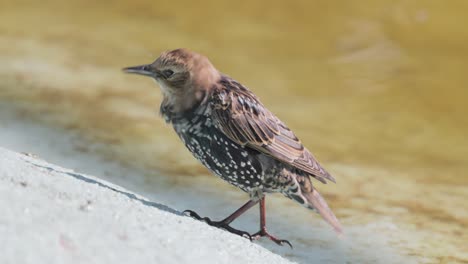 starling perched near water