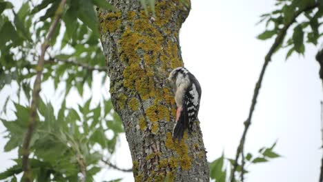 Gran-Pájaro-Carpintero-Manchado-Rascando-El-Cuello,-Cámara-Lenta