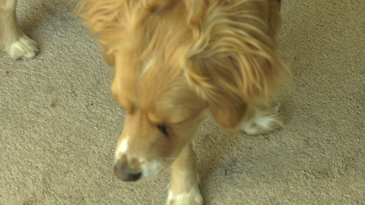 산책 갈 준비가 된 가죽 끈에 귀여운 개