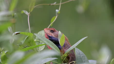 Orange-changabe-lizard-nodding-its-head-behind-some-plants