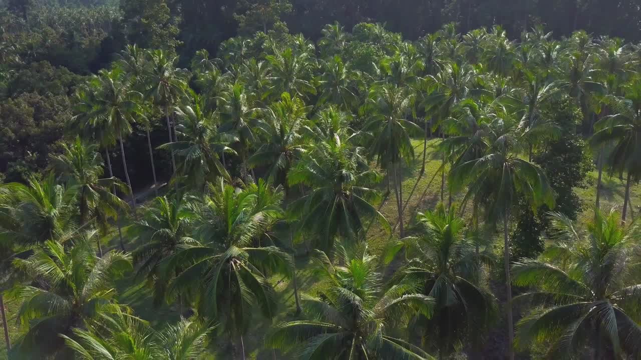 vuelo aéreo sobre una plantación de coco en una isla tropical