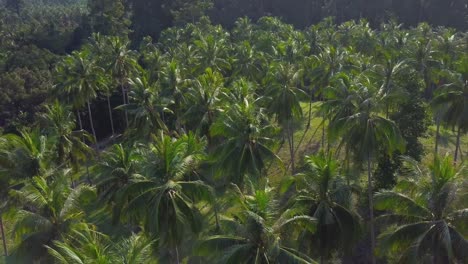 air flight over a coconut plantation on a tropical island