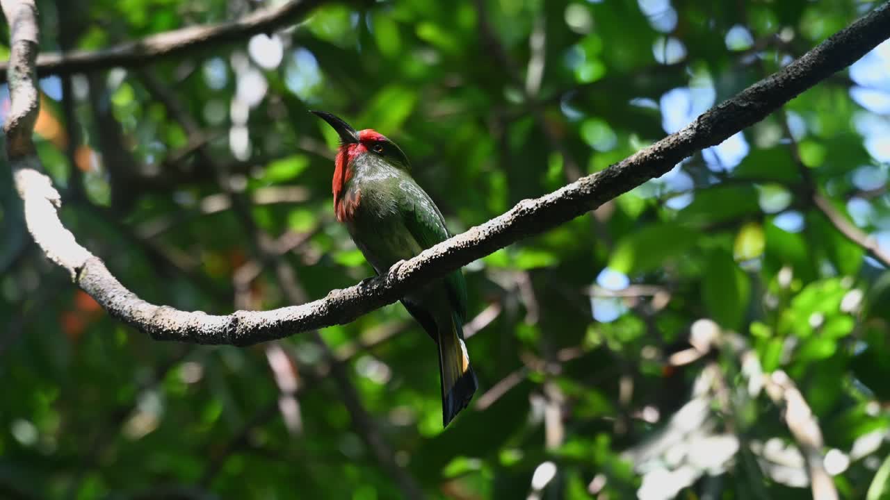 balanceándose en la vid mientras mira con curiosidad a su alrededor, el apicultor de barba roja nyctyornis amictus, tailandia