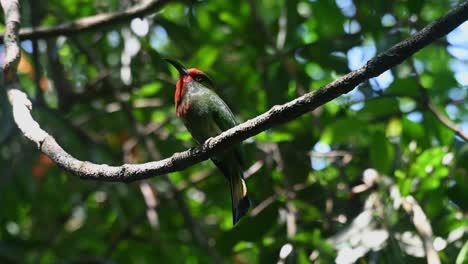 Balanceándose-En-La-Vid-Mientras-Mira-Con-Curiosidad-A-Su-Alrededor,-El-Abejaruco-De-Barba-Roja-Nyctyornis-Amictus,-Tailandia