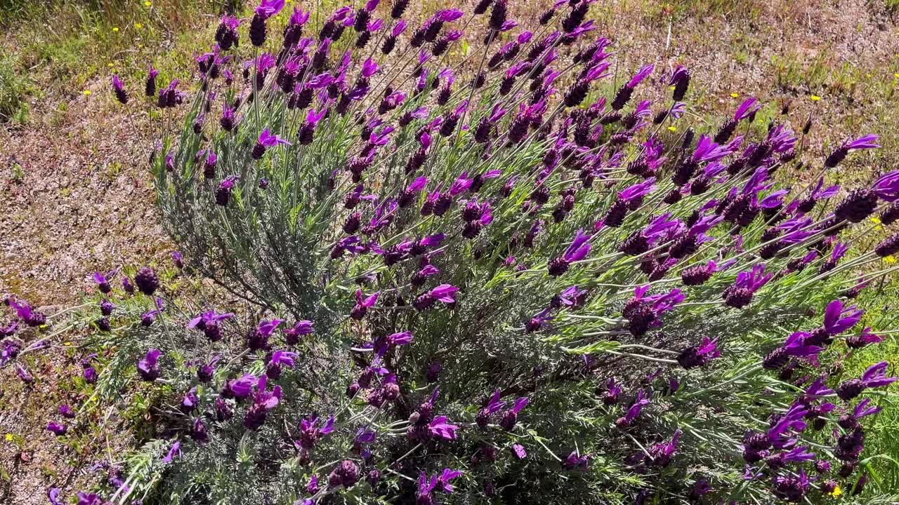la filmación de una magnífica planta de lavanda de la familia de la lavanda stoechas lavandula con sus largos tallos y ese color que la caracteriza moviéndose fuertemente con el viento se hace en cámara lenta