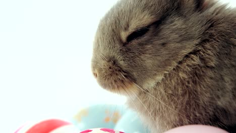 huevos de pascua y conejo de pascua