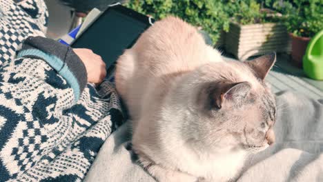 woman reading ebook with domestic cat lying on legs