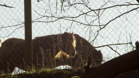 Ponys-Grasen-Am-Goldenen-Wintermorgen-Auf-Der-Eingezäunten-Weide