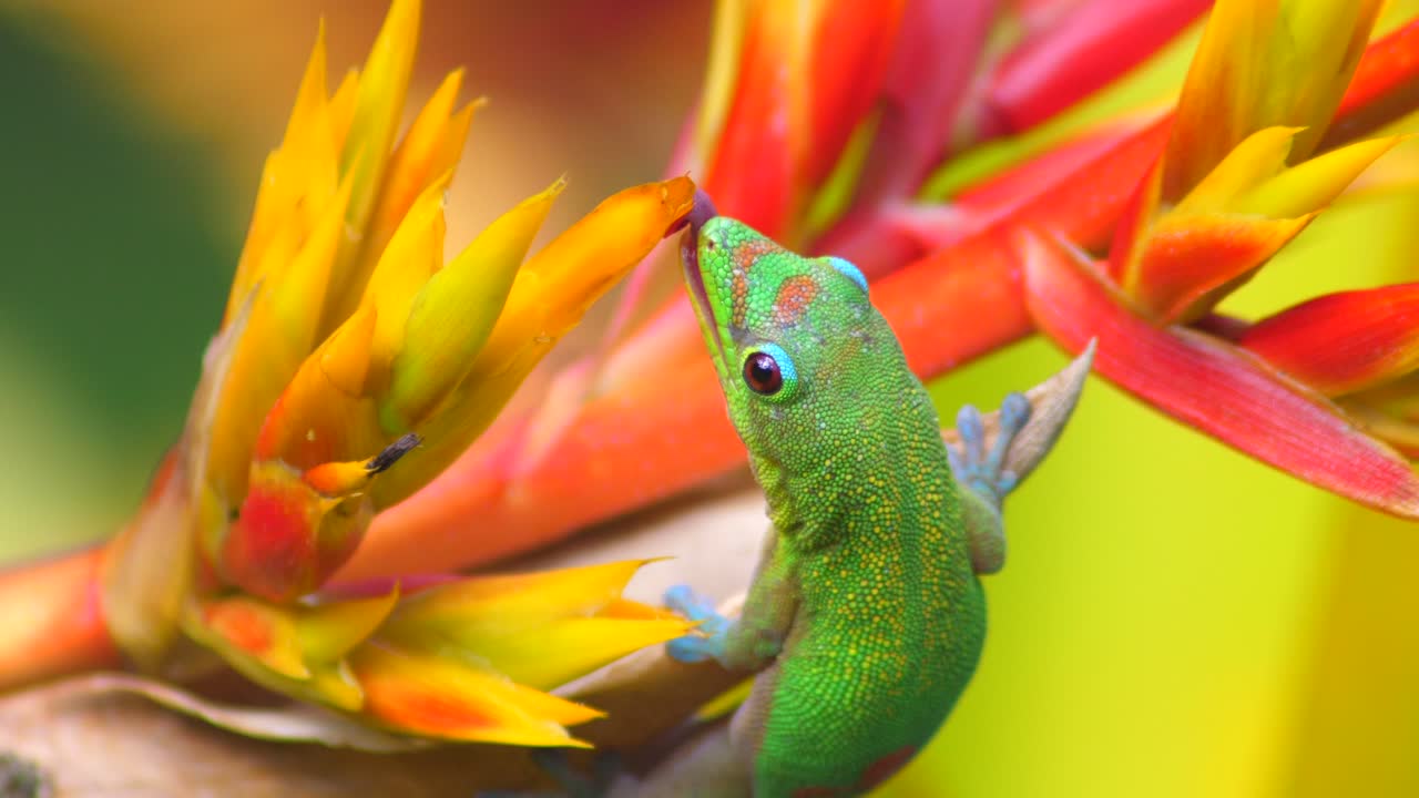 Close up of gecko licking flower for nectar