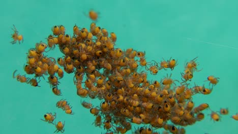 spider hatchery. newly hatched small spiders