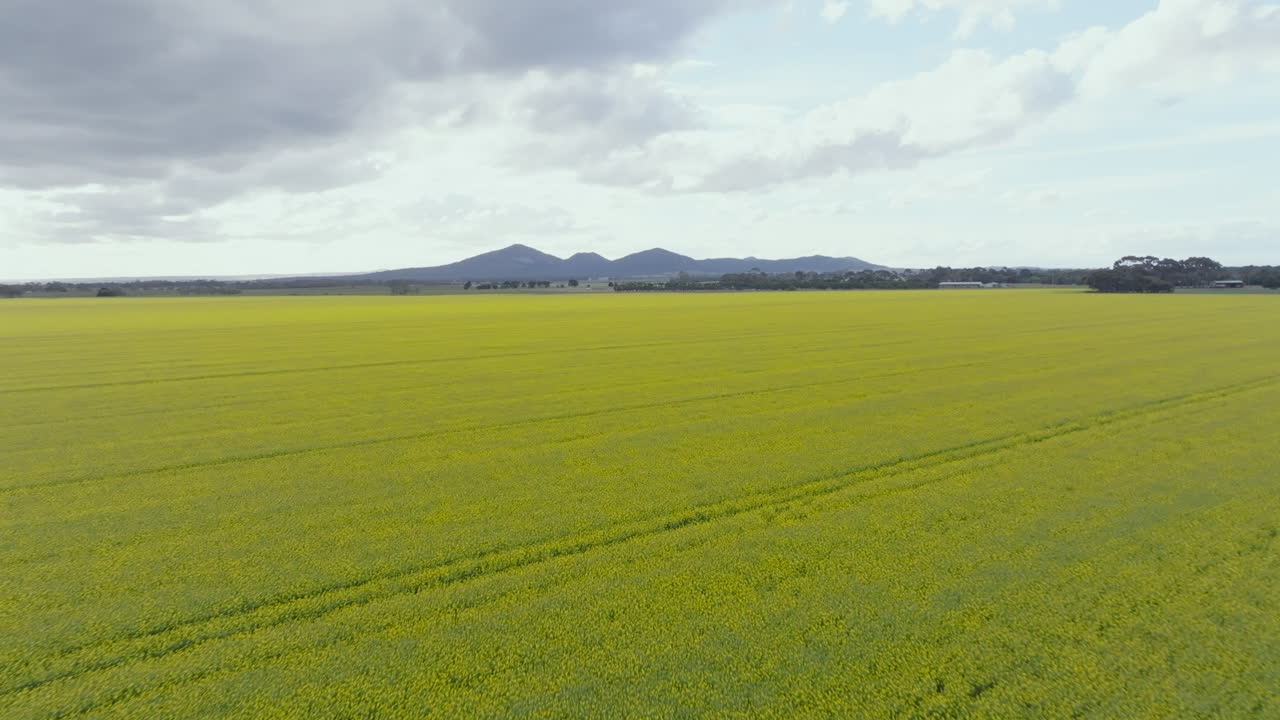 AERIAL Over Lush Yellow Canola Fields With Mountain Range In Spring