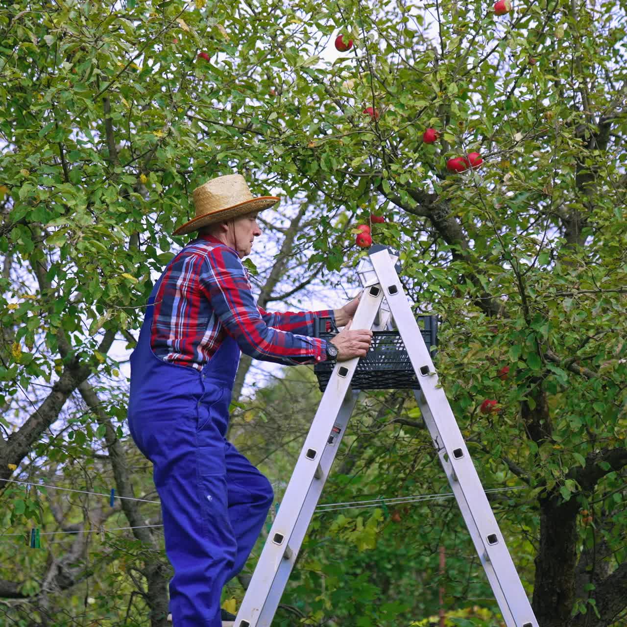 Farmer picking up red apples from the tree. Organic agriculture tree harvesting