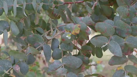 Eucalyptus-leaves-moving-slowly-in-the-wind-in-Uruguay