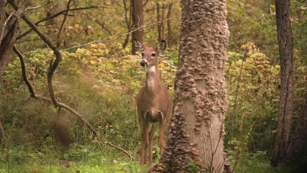 venado de cola blanca girando sus oídos alertas para escanear el depredador que se aproxima en el bosque del oeste de nueva york