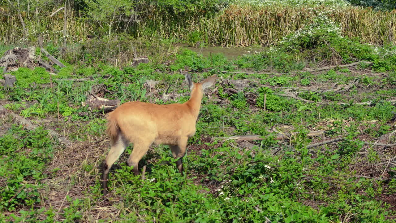 Deer walking through a green field with a natural, peaceful environment