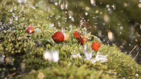 Tropfen-Frühlingsregen-Fallen-Auf-Walderdbeeren-Im-Wald.-Aufgenommen-Mit-Super-Zeitlupenkamera-1000-Fps.