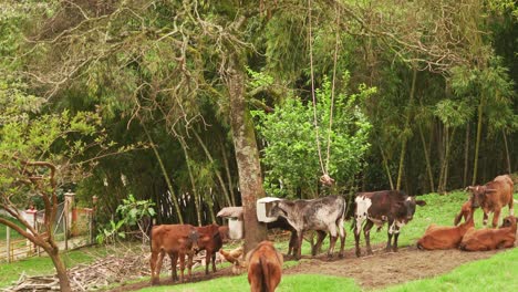 Cows-grazing-on-a-green-summer-meadow