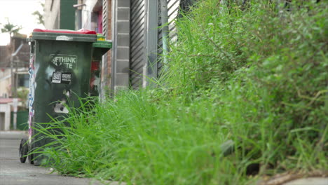 a waste disposal bin sits out on an overgrown urban street in innerwest sydney australia