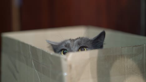 cat's body language. scared cat puts down his ears while sitting in a box.