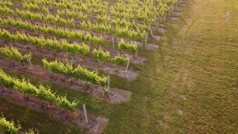 Die-üppig-Grünen-Weinberge-Mit-Morgensonne-Im-Leelanau-County,-Traverse-City,-Michigan