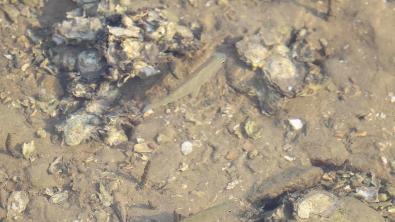 наблюдение за мелкими рыбами и водными растениями под водой.