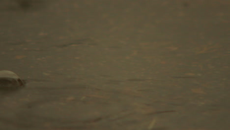 close up of bubbles in a puddle during rain