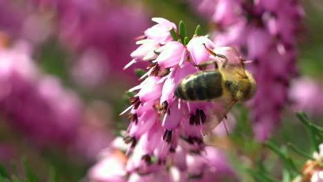 Macro-En-Cámara-Lenta-De-Abeja-Salvaje-Polinizando-Polen-De-Flor-Rosa