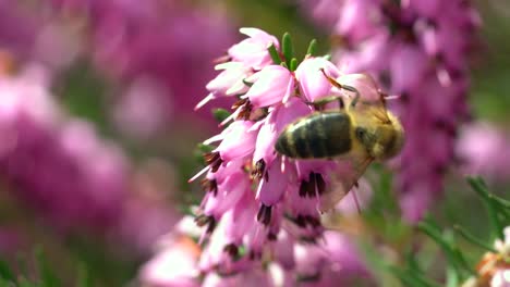 macro en cámara lenta de abeja salvaje polinizando polen de flor rosa