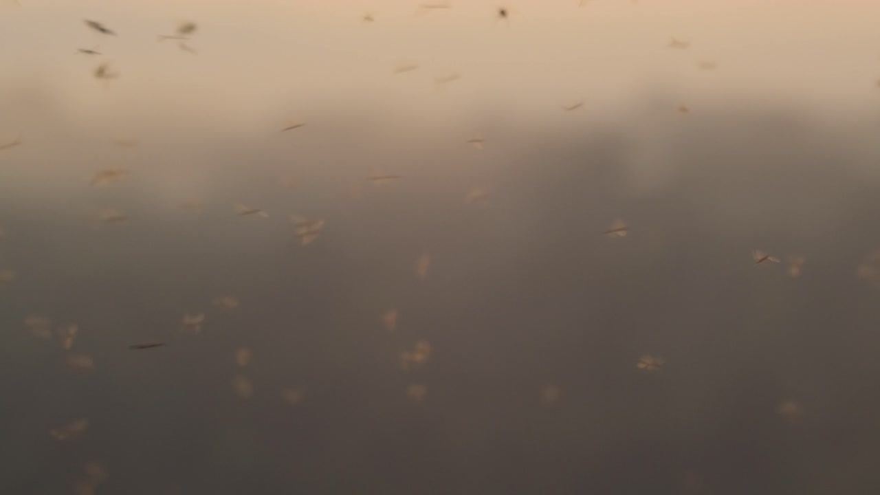 Busy Swarm of Wasps fly around in golden hour in foreground of the rain forest