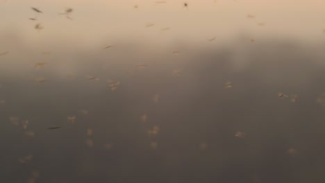 busy swarm of wasps fly around in golden hour in foreground of the rain forest