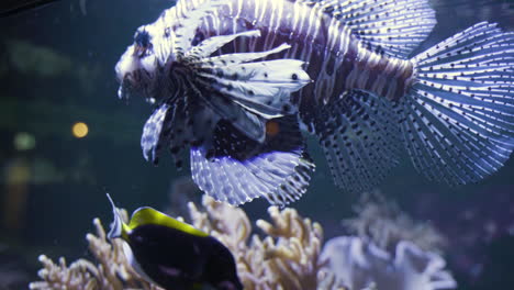 zebra lion fish seen through glass of fish tank at oceanarium