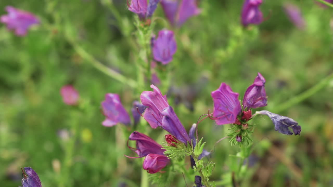 primer plano de una abeja peluda saliendo de la cámara de flores moradas de la maldición de paterson