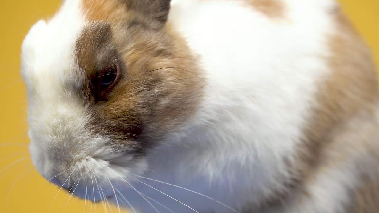 A close-up of a cute rabbit cleaning face on a yellow background