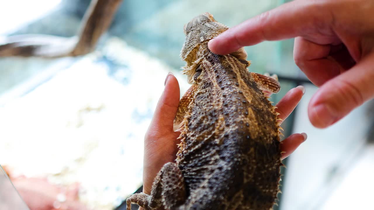 A hand gently strokes a bearded dragon in a well-lit, indoor setting, showcasing a calm interaction