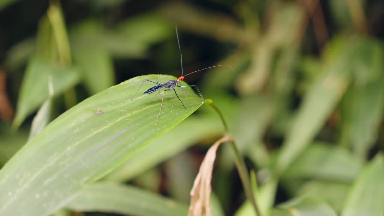 hermosas imágenes de un insecto asesino en una hoja en la selva tropical